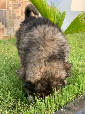 1-3 months Male Purebred Caucasian Shepherd