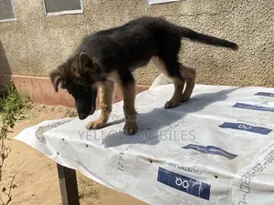 1-3 months Female Purebred German Shepherd