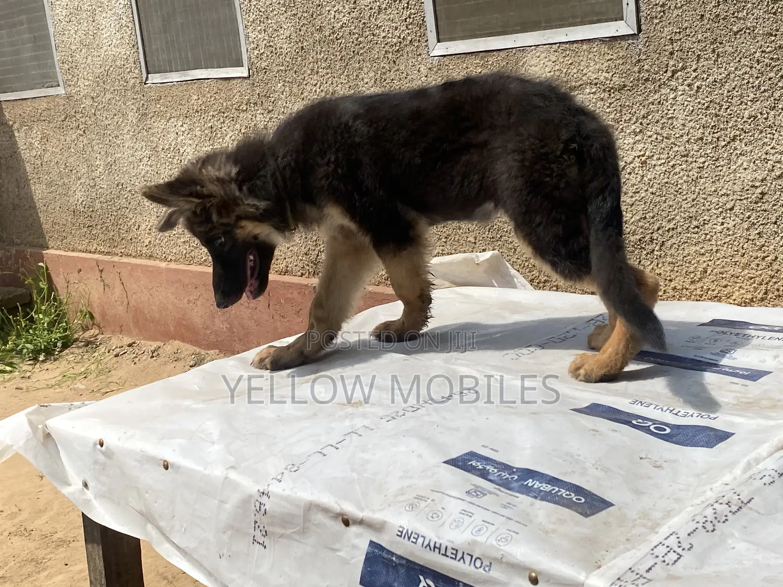 1-3 months Female Purebred German Shepherd