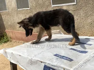 1-3 months Female Purebred German Shepherd