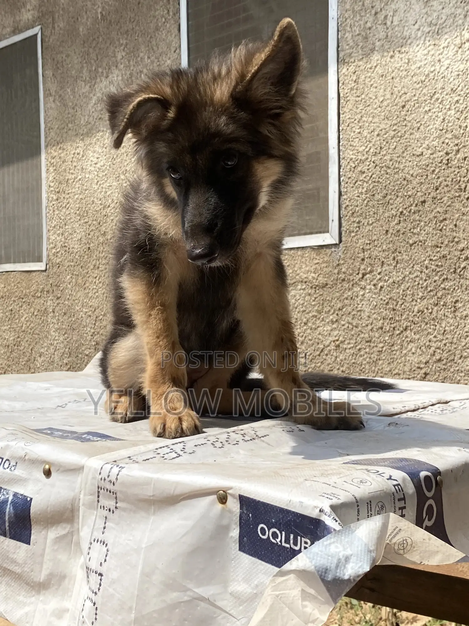 1-3 months Female Purebred German Shepherd