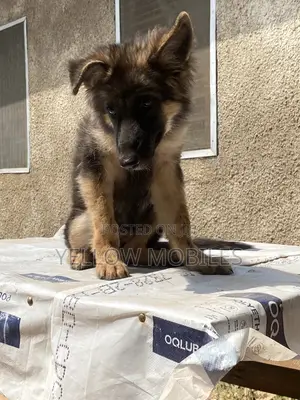 1-3 months Female Purebred German Shepherd
