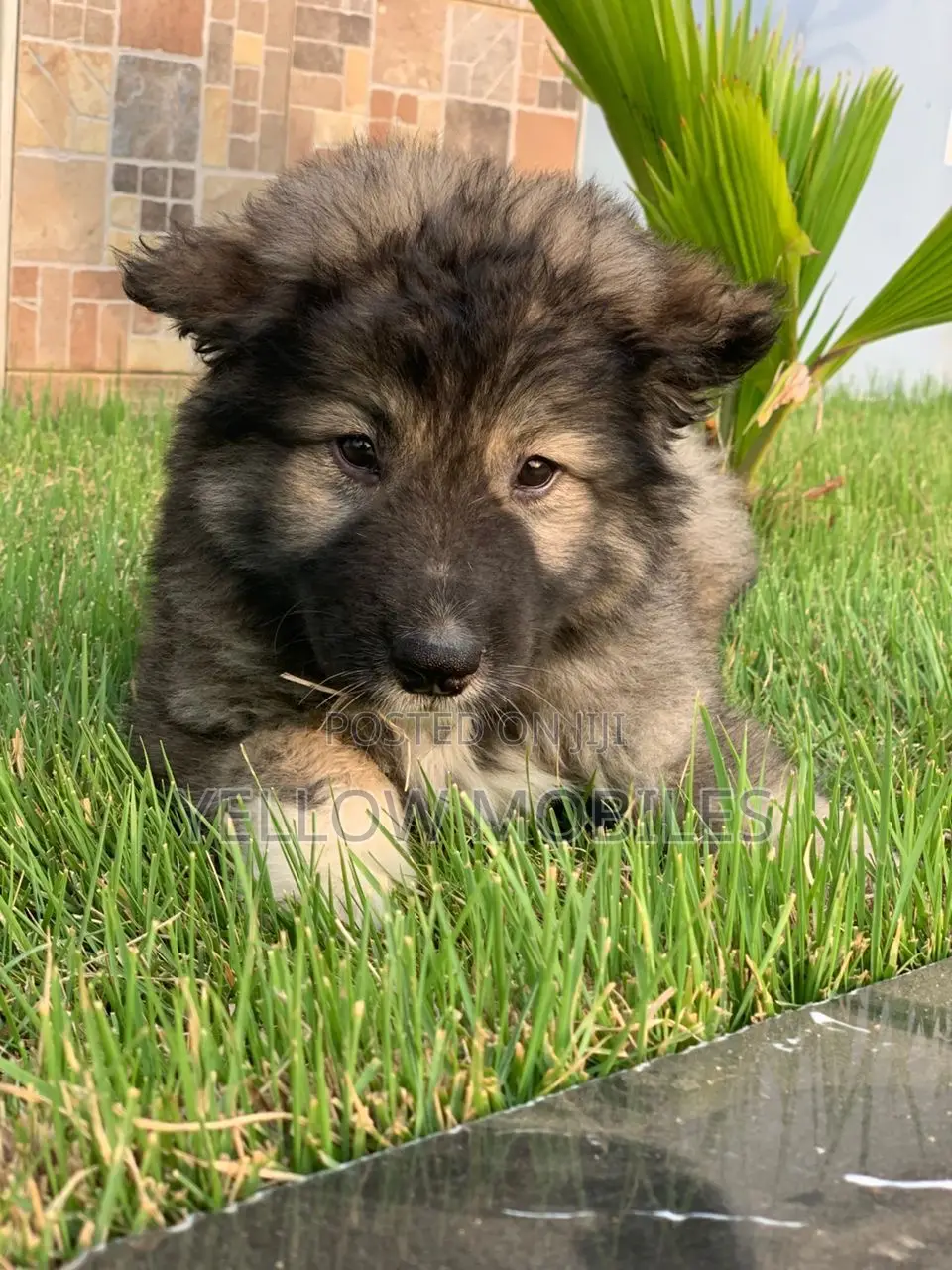 1-3 months Male Purebred Caucasian Shepherd