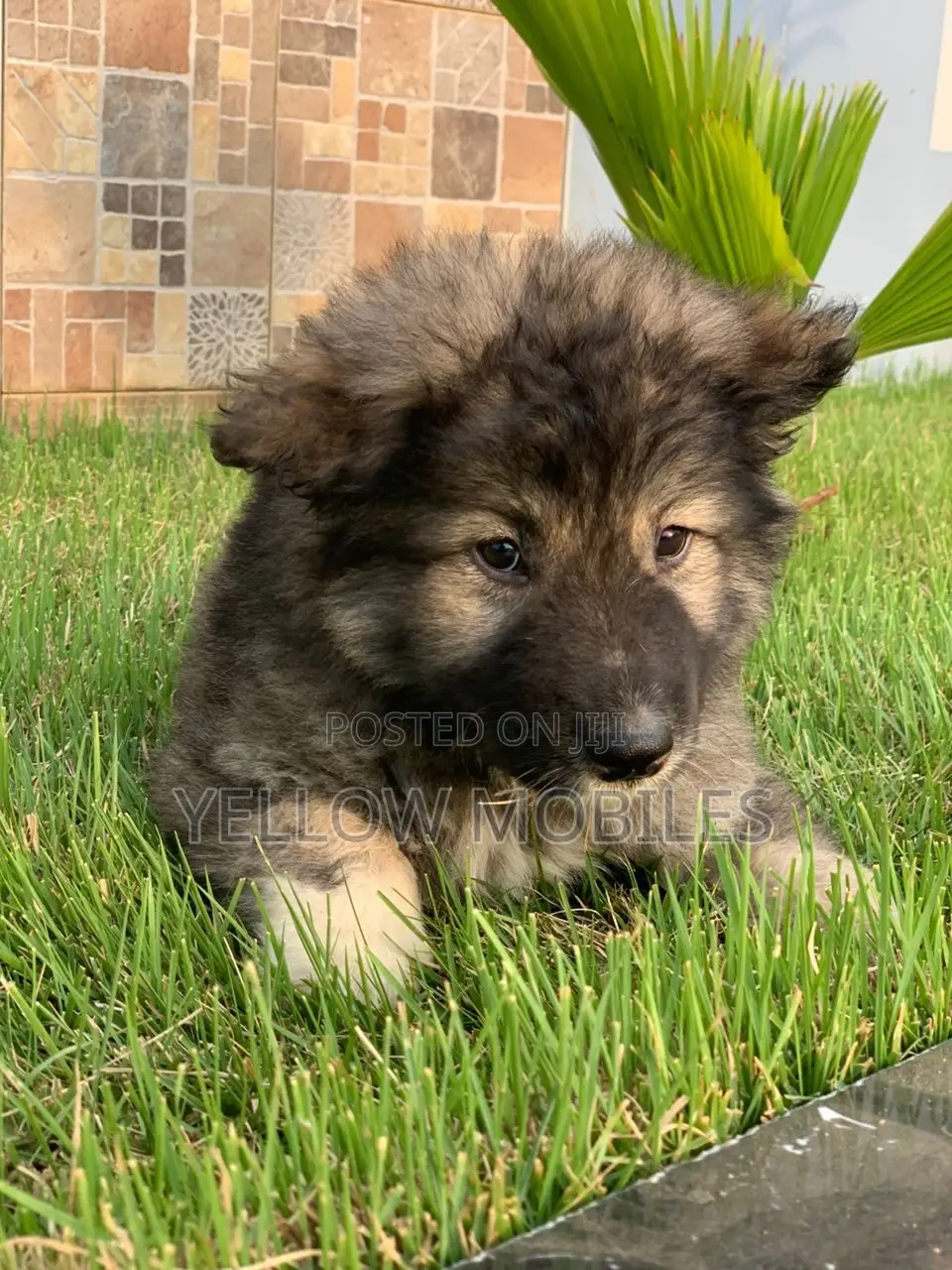 1-3 months Male Purebred Caucasian Shepherd