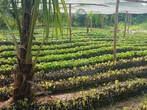 Quality Cocoa Seedlings for Sale