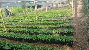 Quality Cocoa Seedlings for Sale