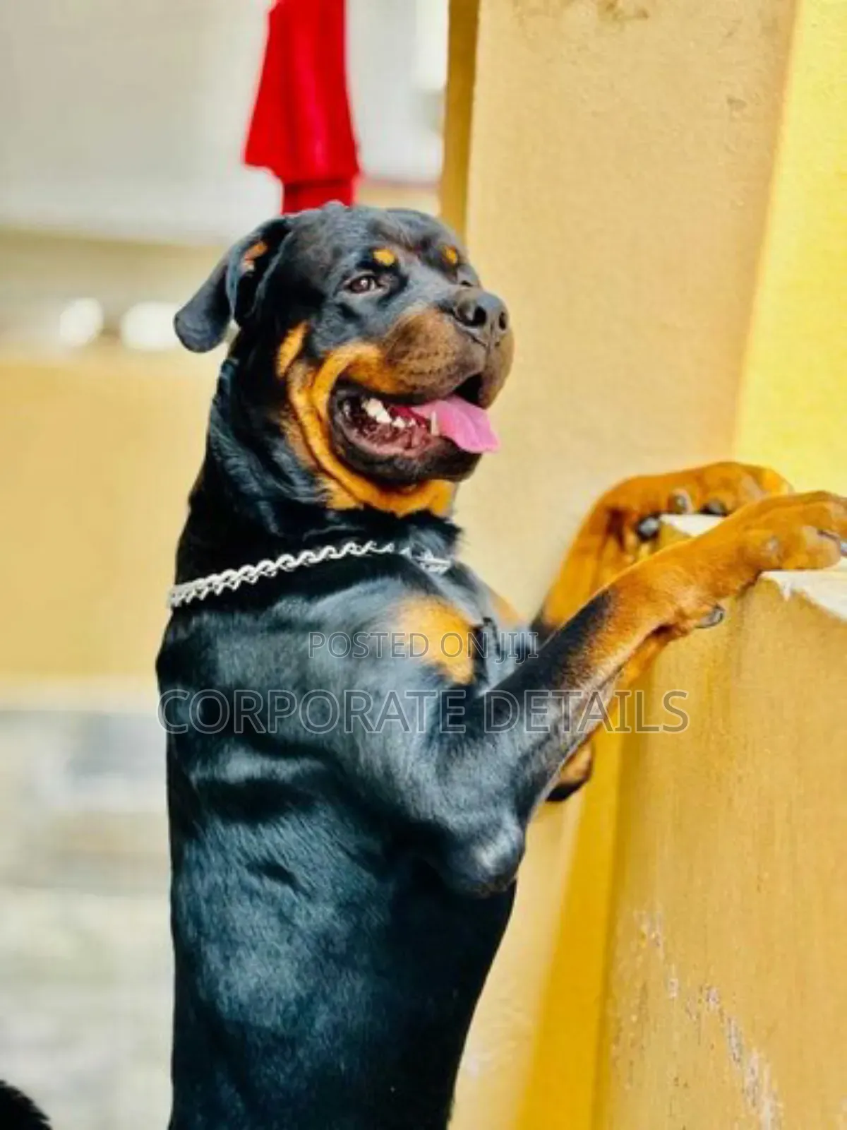 1+ year Male Purebred Rottweiler