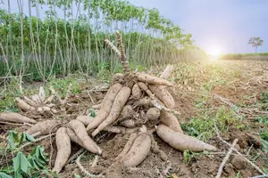 Quality Cassava
