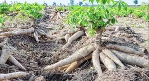 Cheap Cassava