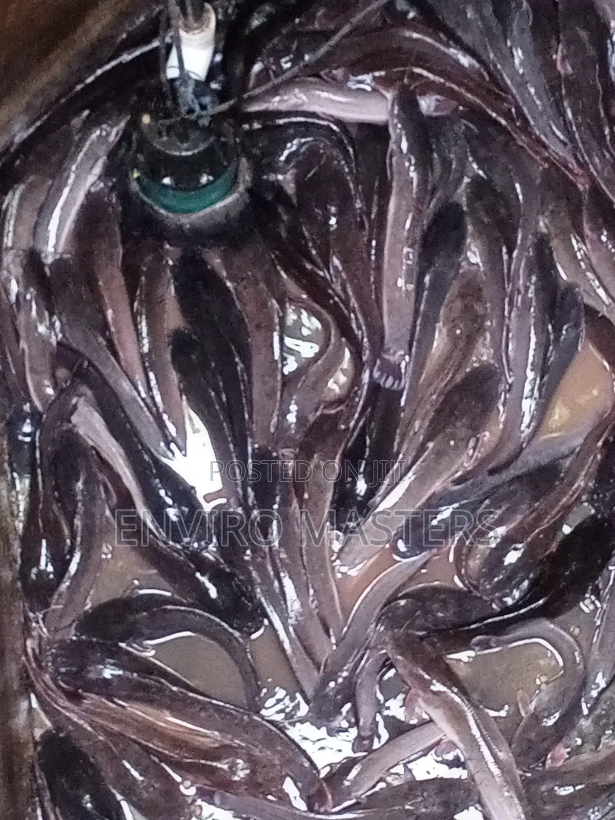 Catfish for Sale