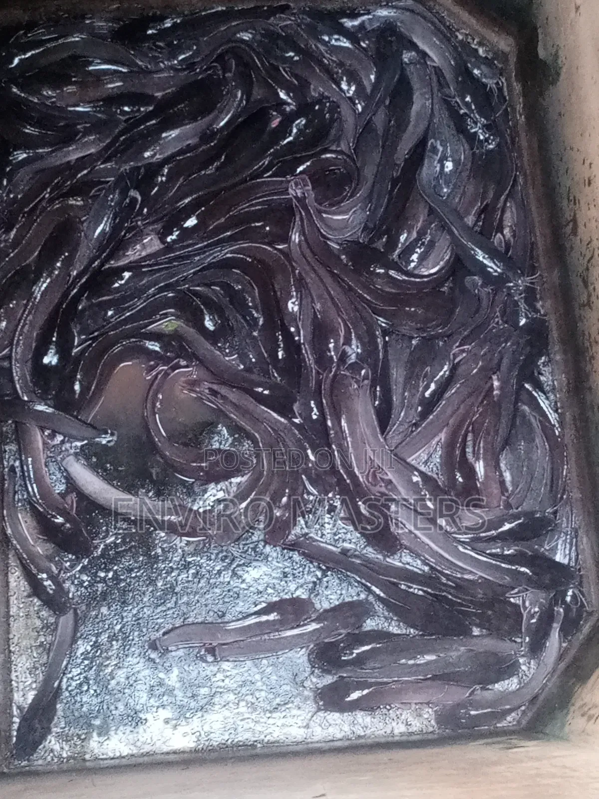 Catfish for Sale