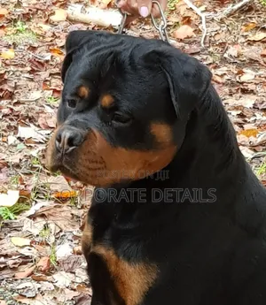 1+ year Male Purebred Rottweiler