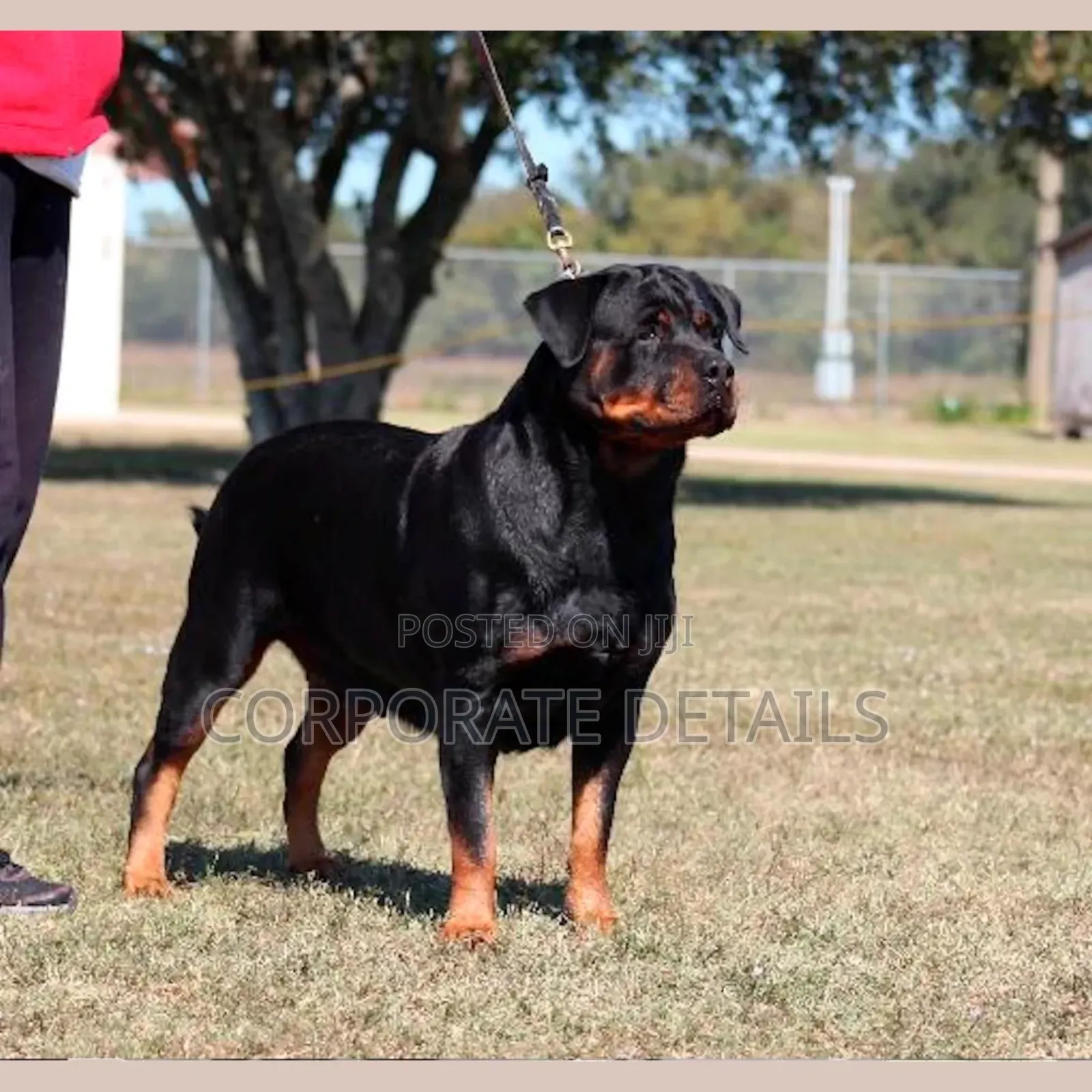 1+ year Male Purebred Rottweiler