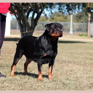 1+ year Male Purebred Rottweiler