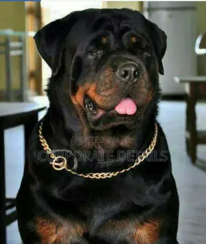 1+ year Male Purebred Rottweiler