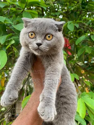 1-3 months Female Purebred Scottish Fold