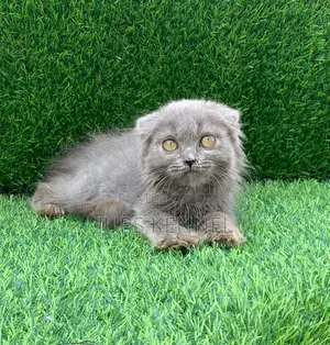 1-3 months Female Purebred Scottish Fold
