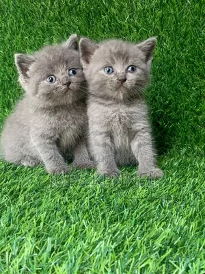 1-3 months Female Purebred Scottish Fold