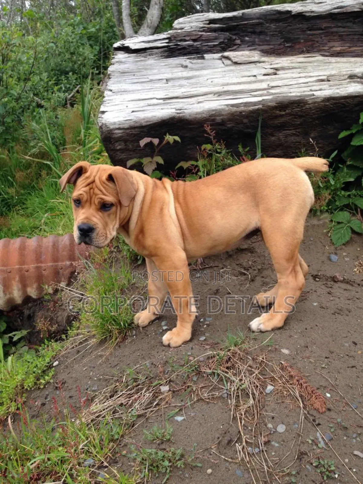 1-3 months Male Purebred Boerboel