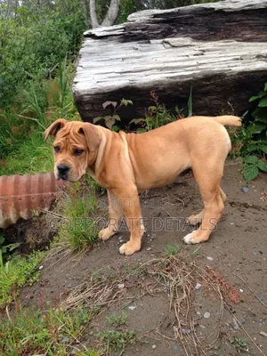 1-3 months Male Purebred Boerboel