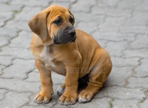 1-3 months Male Purebred Boerboel