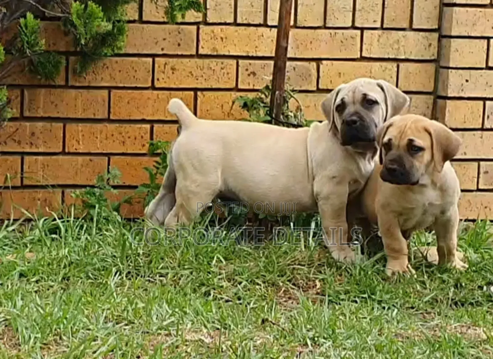1-3 months Male Purebred Boerboel