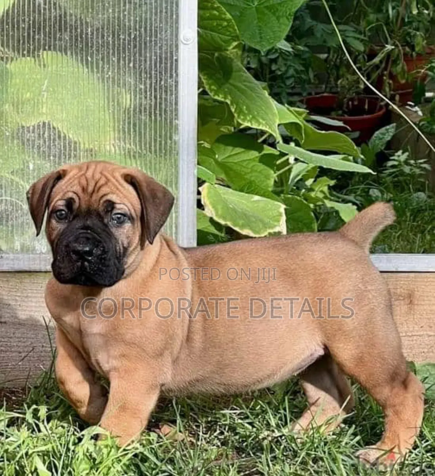 1-3 months Male Purebred Boerboel