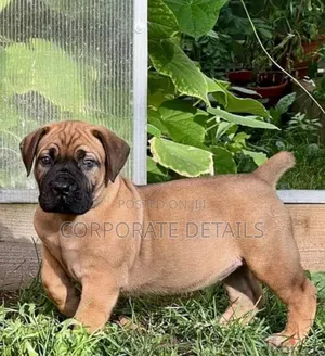 1-3 months Male Purebred Boerboel