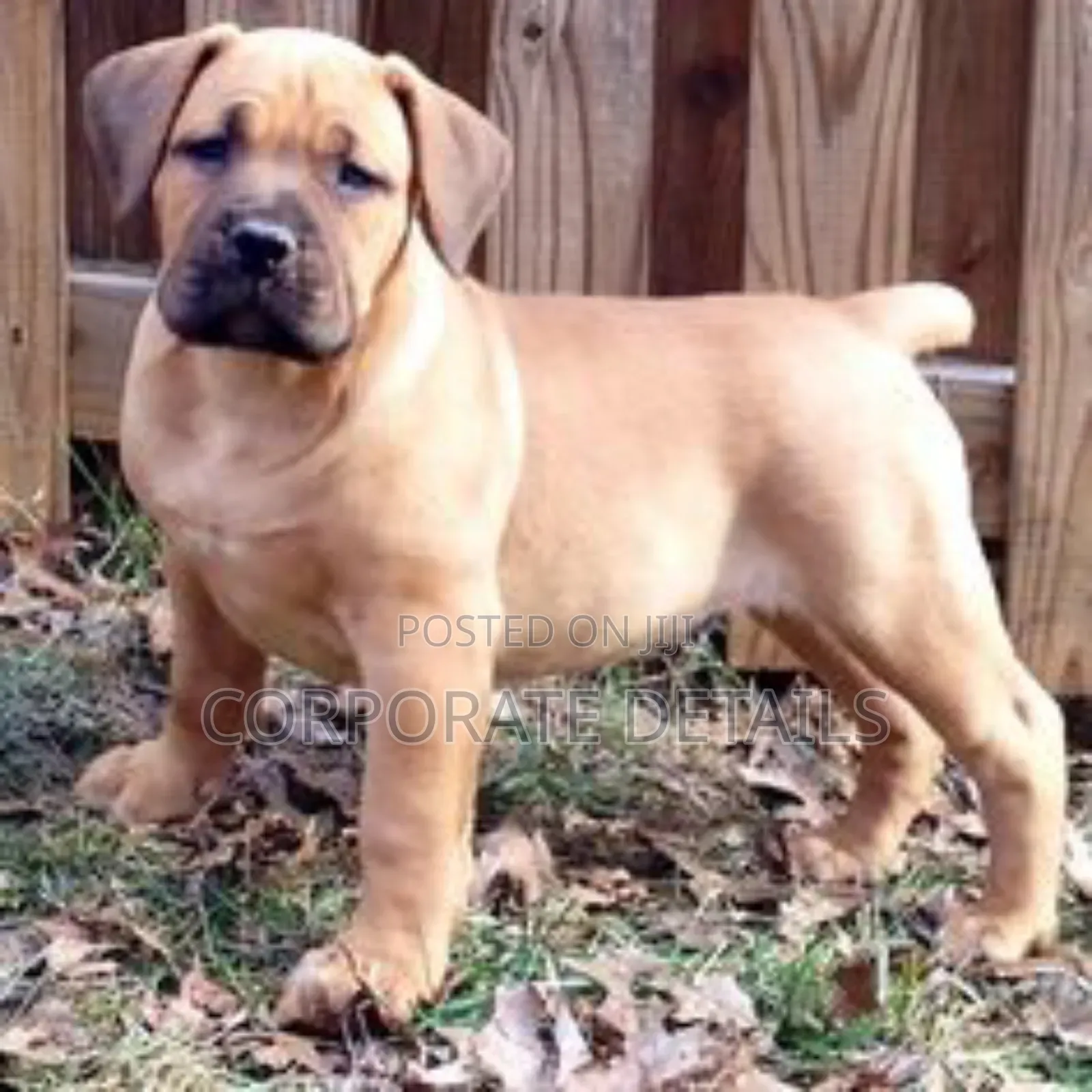 1-3 months Male Purebred Boerboel