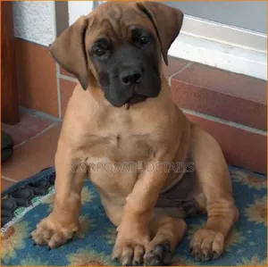 1-3 months Male Purebred Boerboel