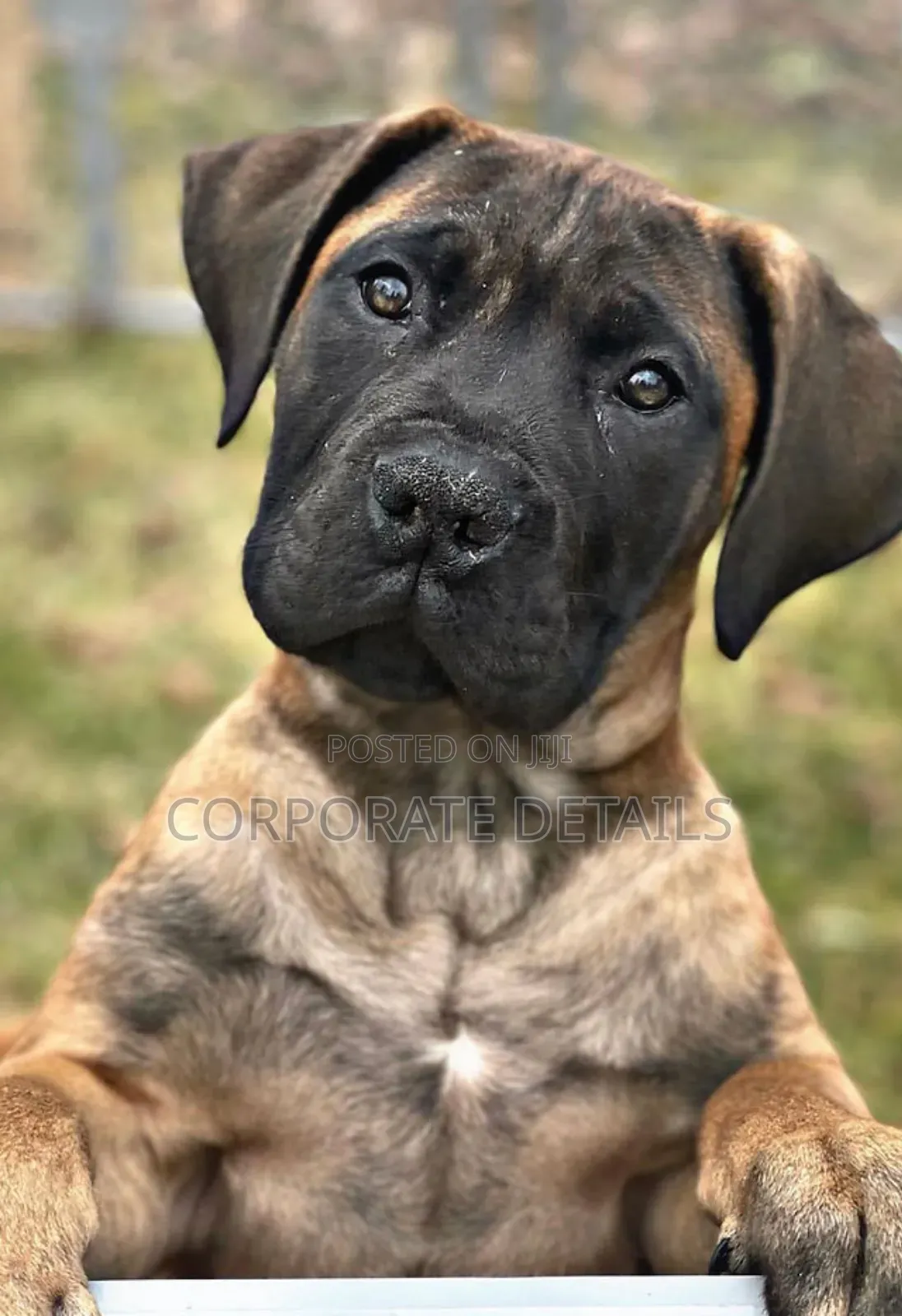 1-3 months Male Purebred Boerboel