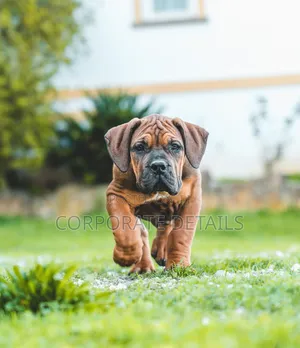 1-3 months Male Purebred Boerboel