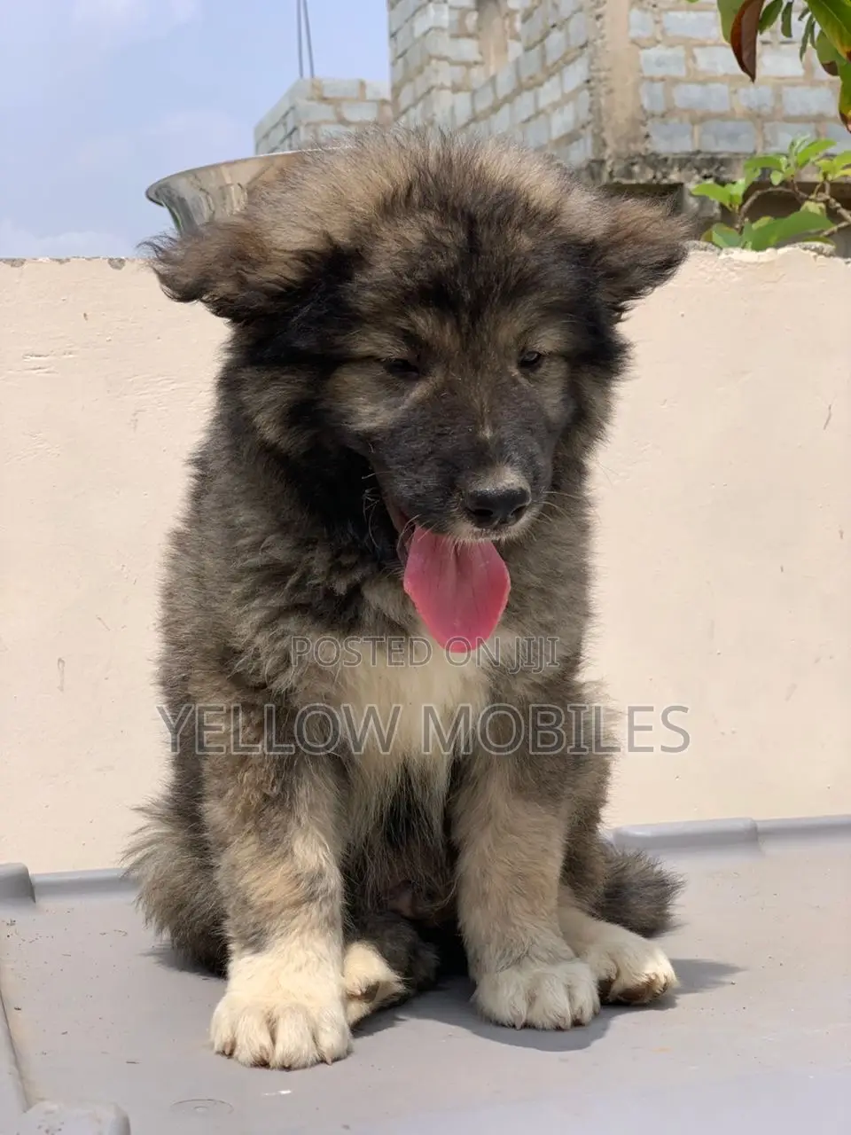 1-3 months Male Purebred Caucasian Shepherd