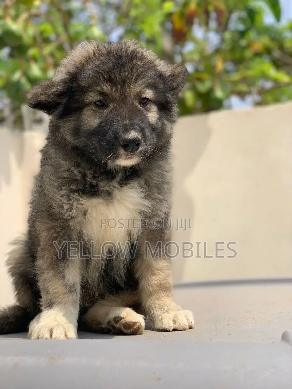 1-3 months Male Purebred Caucasian Shepherd