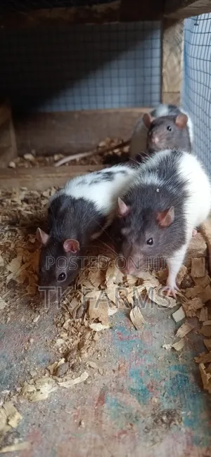 Lab Mouse /Albino Mouse