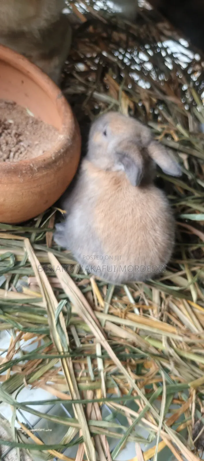 Rabbits and Rabbit Meat