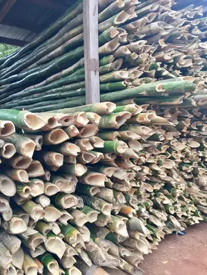Bamboo ( Matured ) ( Payment on Delivery )