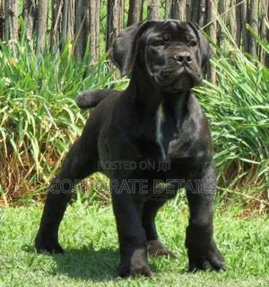 1-3 months Male Purebred Boerboel
