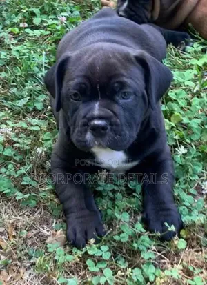 1-3 months Male Purebred Boerboel