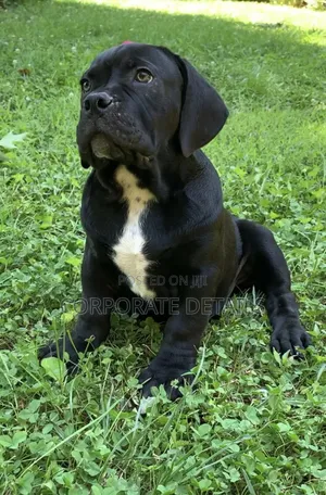 1-3 months Male Purebred Boerboel