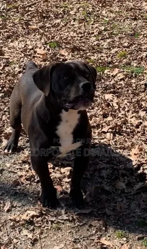 1-3 months Male Purebred Boerboel