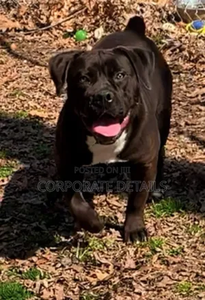 3-6 months Male Purebred Boerboel