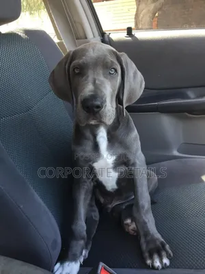 1-3 months Male Purebred Great Dane