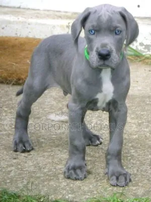1-3 months Male Purebred Great Dane