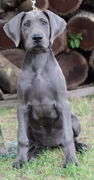 1-3 months Male Purebred Great Dane
