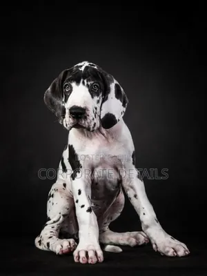 1-3 months Male Purebred Great Dane