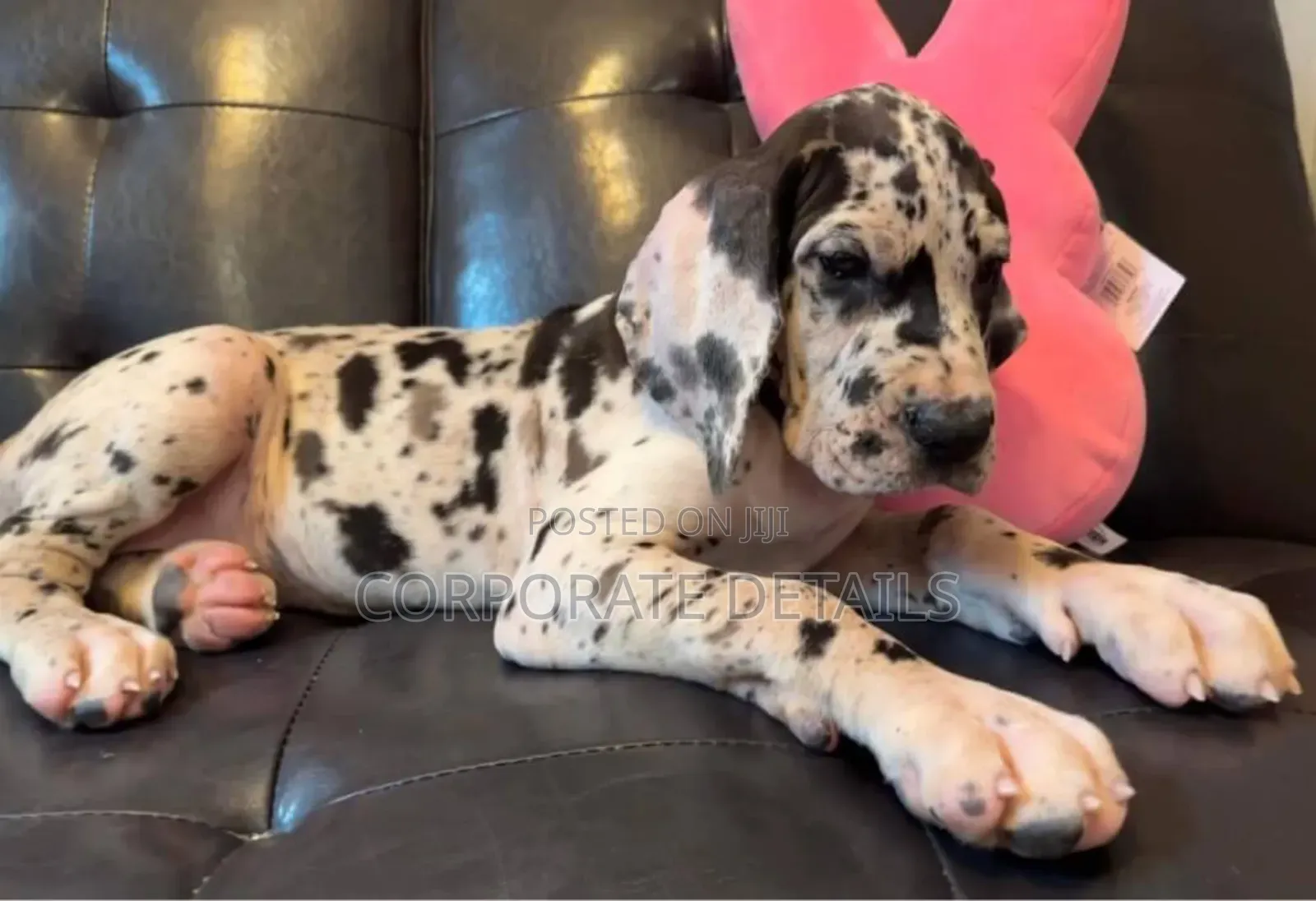 1-3 months Male Purebred Great Dane