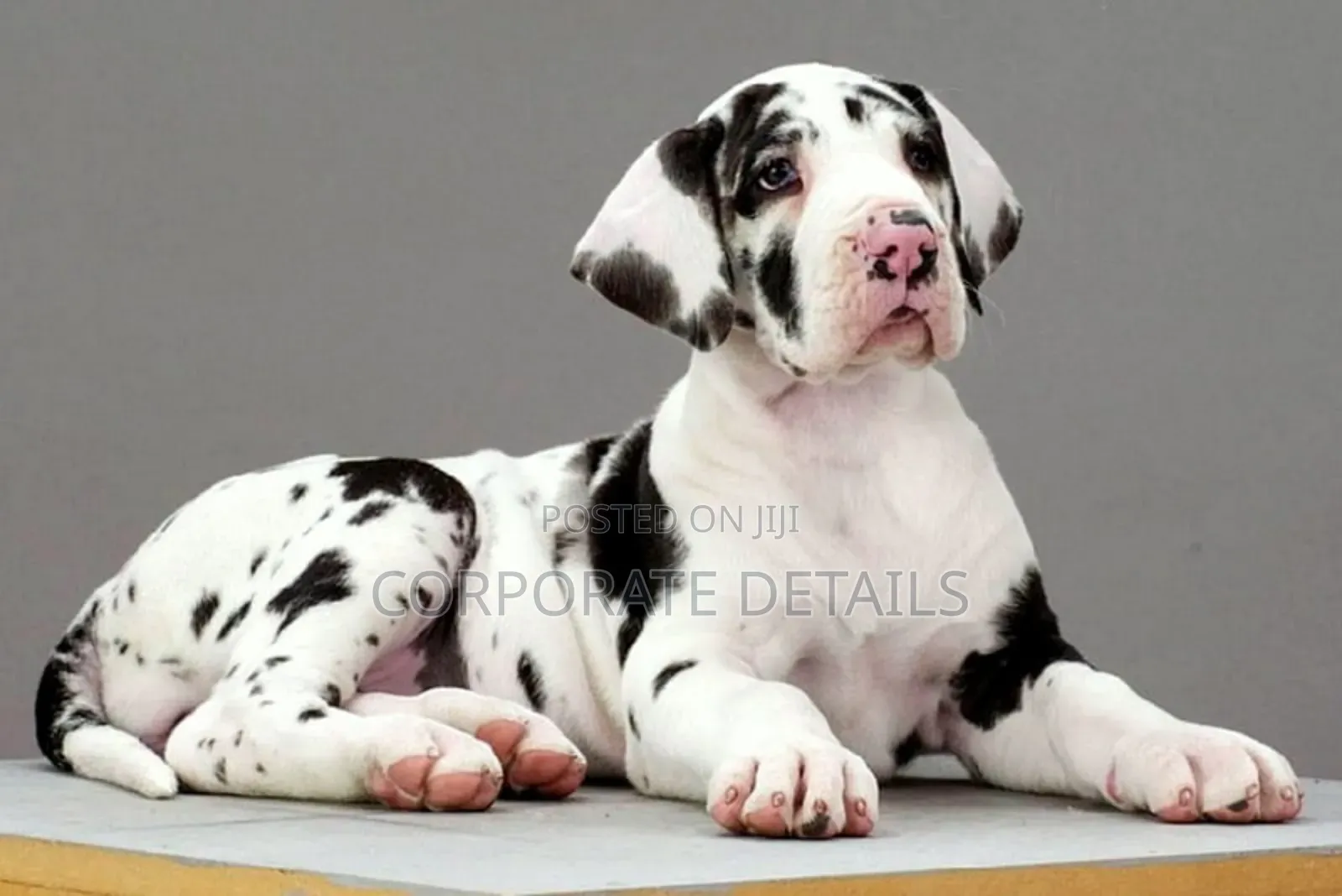 1-3 months Male Purebred Great Dane
