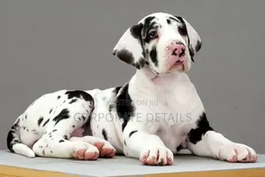 1-3 months Male Purebred Great Dane