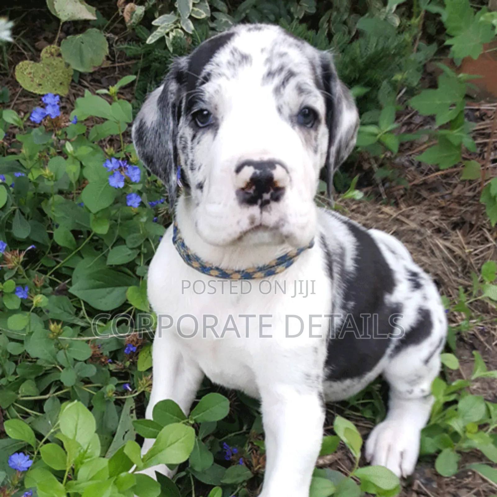 1-3 months Male Purebred Great Dane